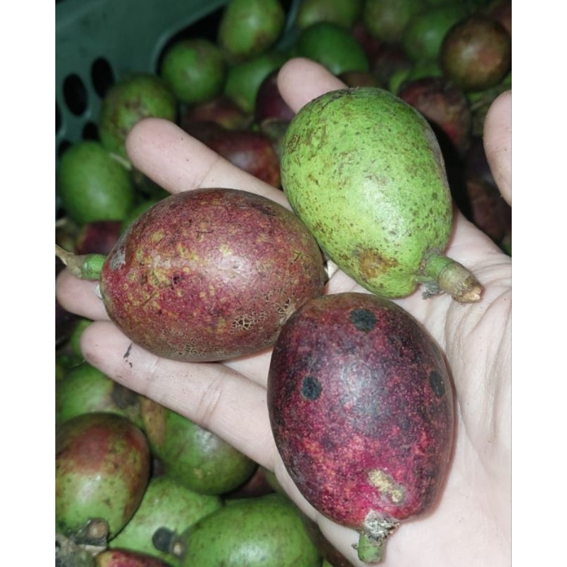 

Buah Matoa Merah Kuning Hijau Manis 1kg