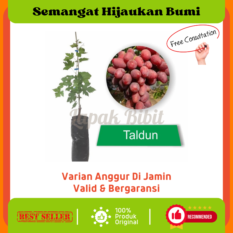 Bibit Anggur Impor Taldun (Valid & Garansi)