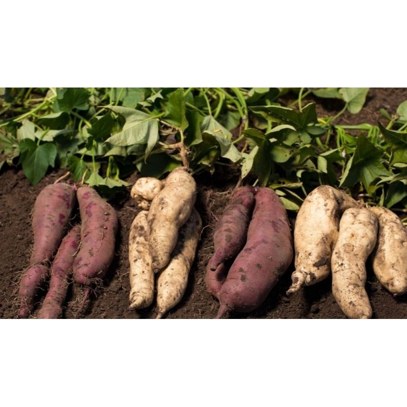 

ubi jalar / tela kualitas terjamin