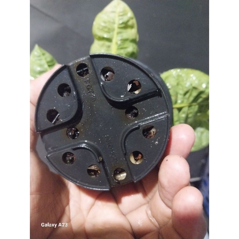 Anthurium Reflexinervium