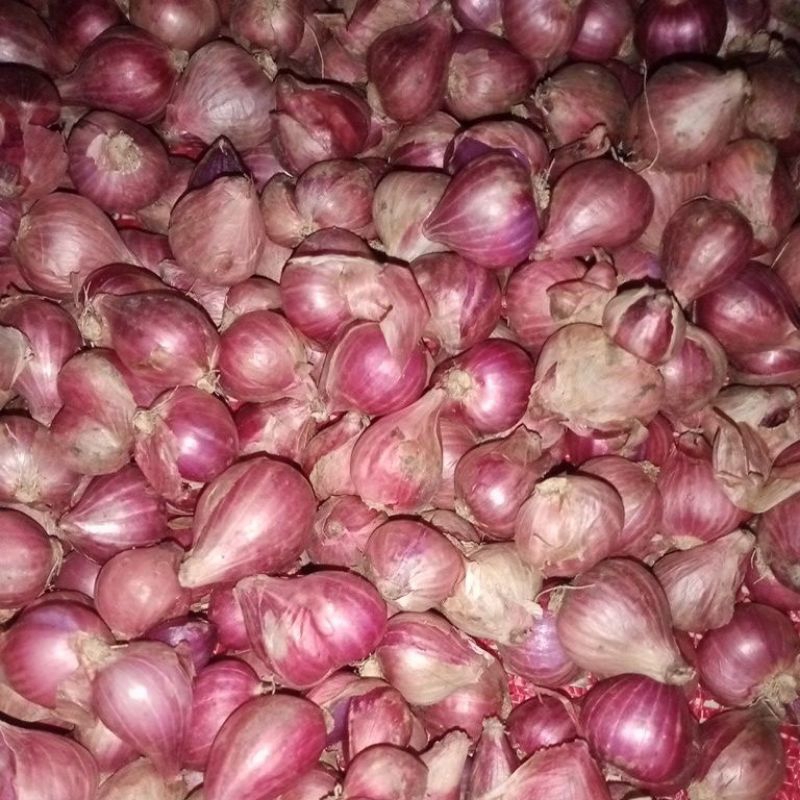 

Bawang Merah Thailand Super Jumbo 1Kg