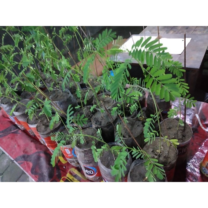 bibit Turi kencana atau Turi kuning siap tanam harga/batang