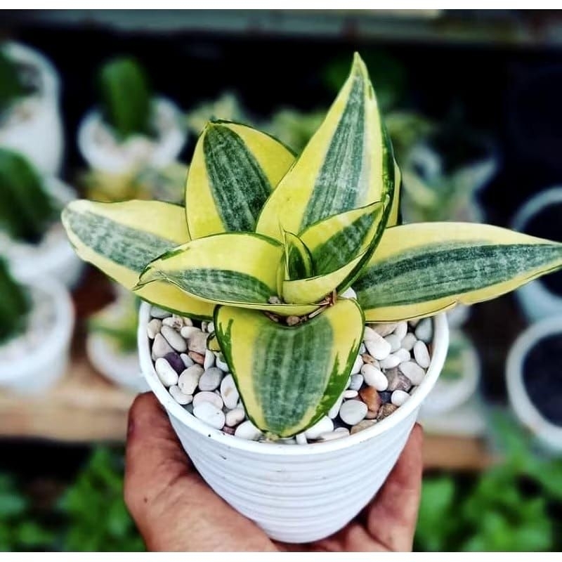 MURAH Tanaman hias sensivera mini golden - golden hani - sensivera mini