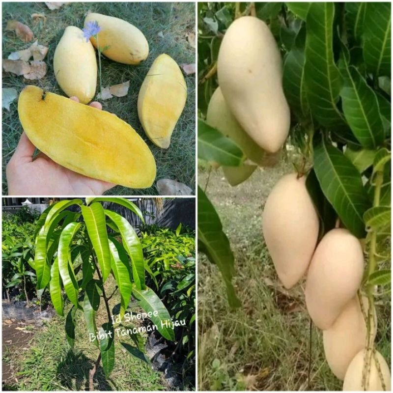 

Mangga Namdokmay Golden