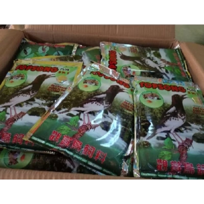 Topsong makan burung berkicau