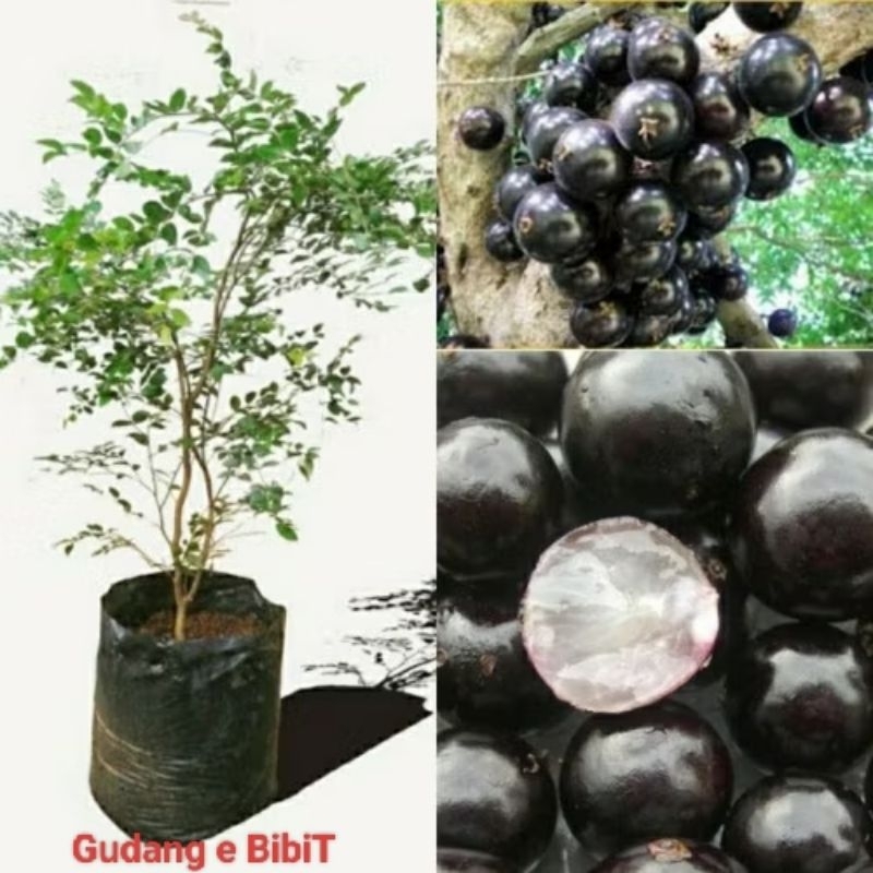 Bibit Anggur Brazil Sabara | Jaboticaba Sabara | Jaboticaba Sabana