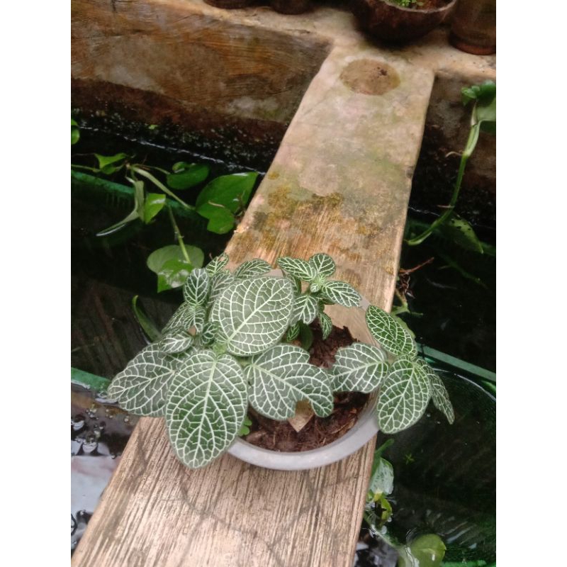 Fittonia white per cup