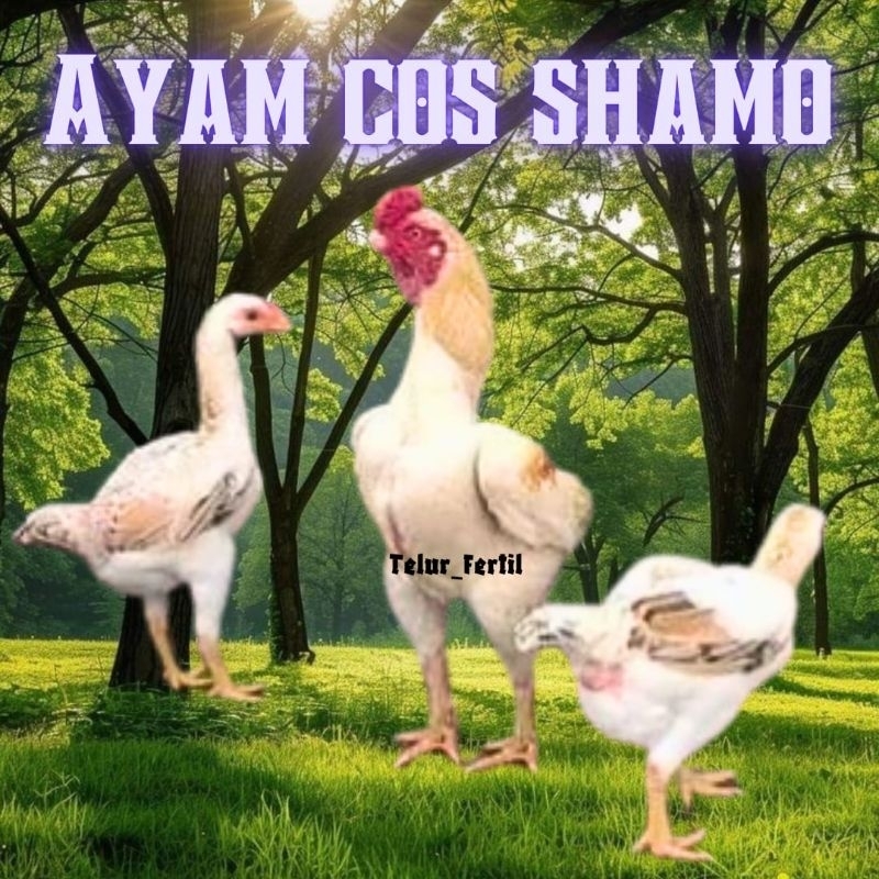 

telur ayam cos shamo ori bisa untuk di tetaskan