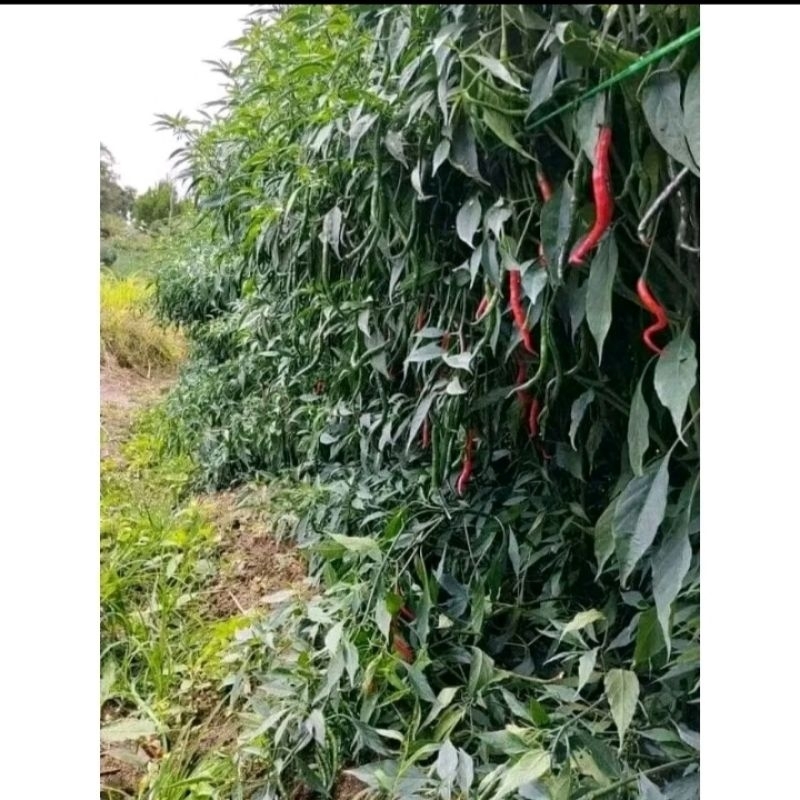 Benih cabe merah lokal Batu Garut 20gr kemasan aluminium foil polos