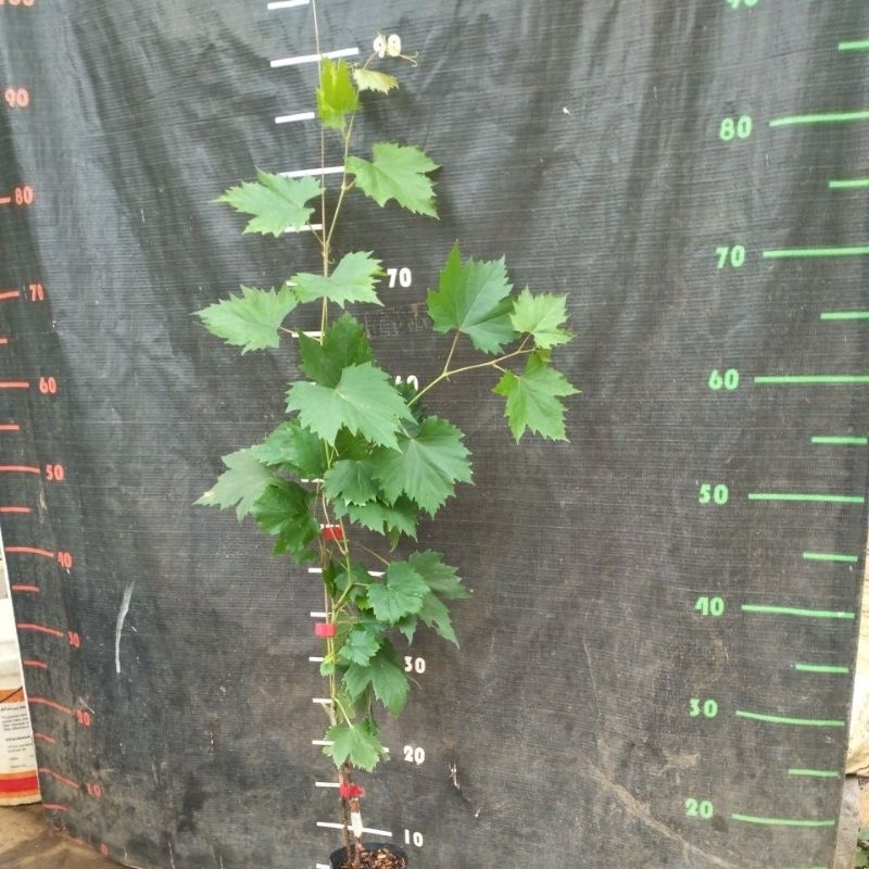 bibit anggur import valid