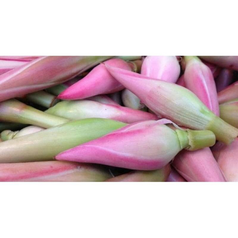 

Kecombrang segar 500gr
