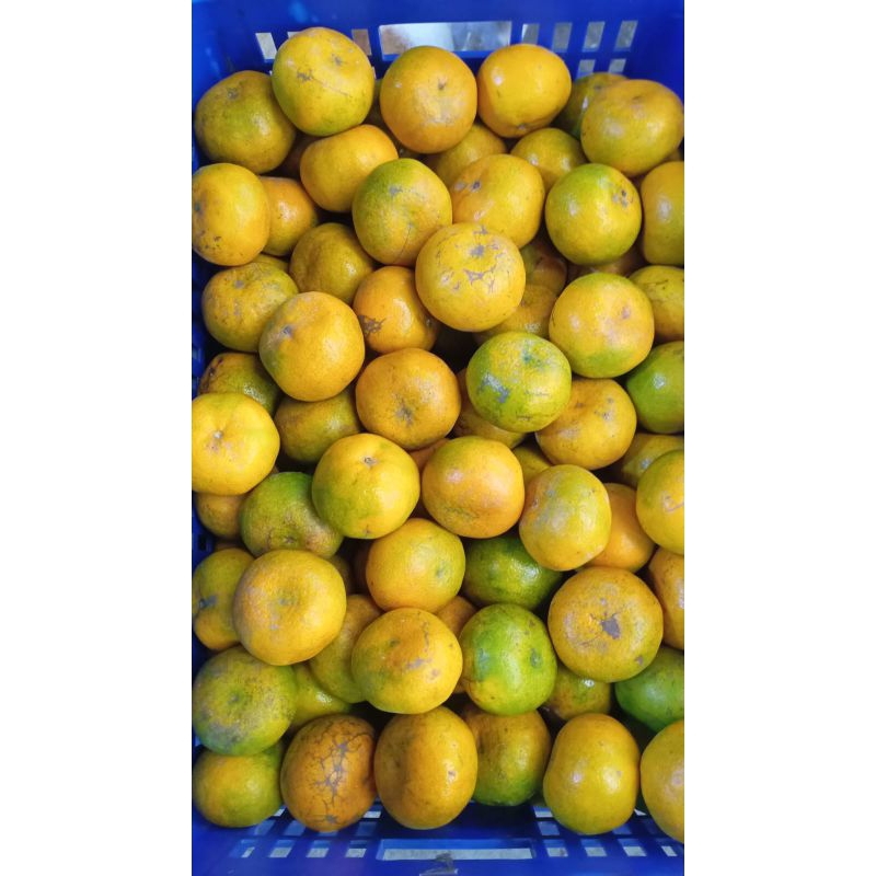 

Jeruk Medan Fresh 1 KG