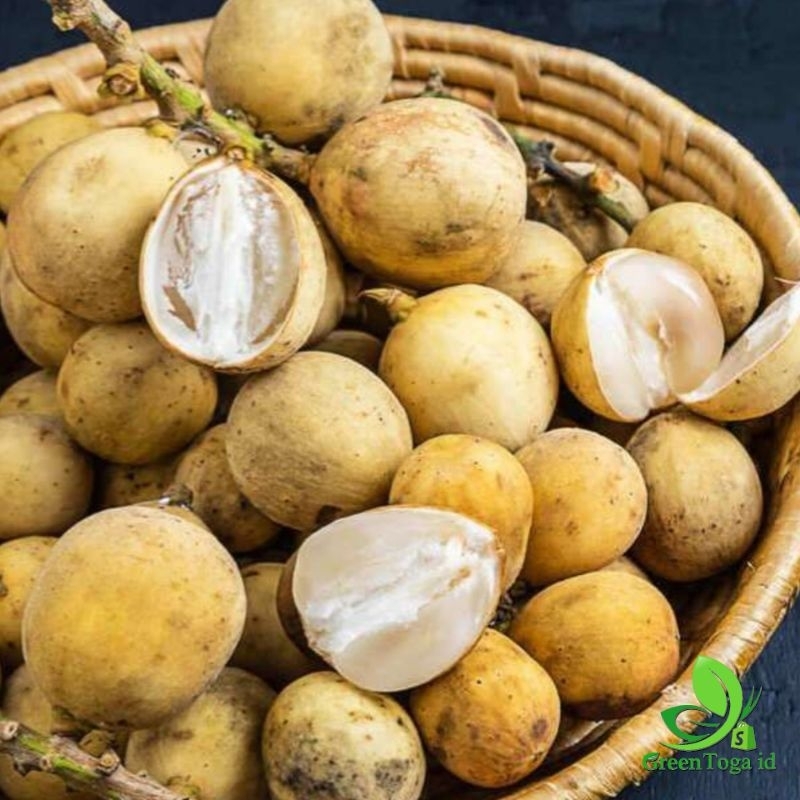 

DUKU LOKAL JAWA PONOROGO 1KG FRESH MANIS SEGAR