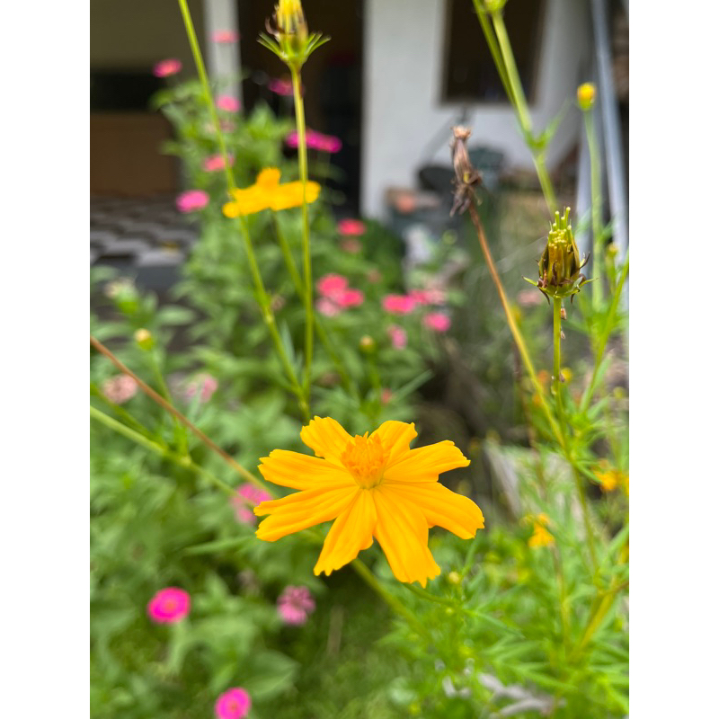 Bibit Bunga Kenikir / Cosmos / Benih Biji Kenikir Kuning