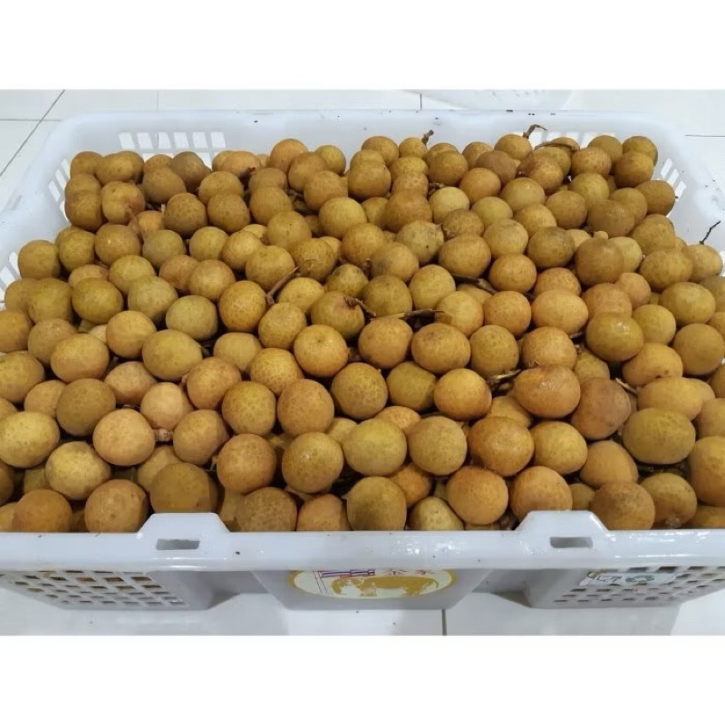 

KELENGKENG KERANJANG THAILAND BERAT 11,5KG BEST QUALITY SIZE JUMBO