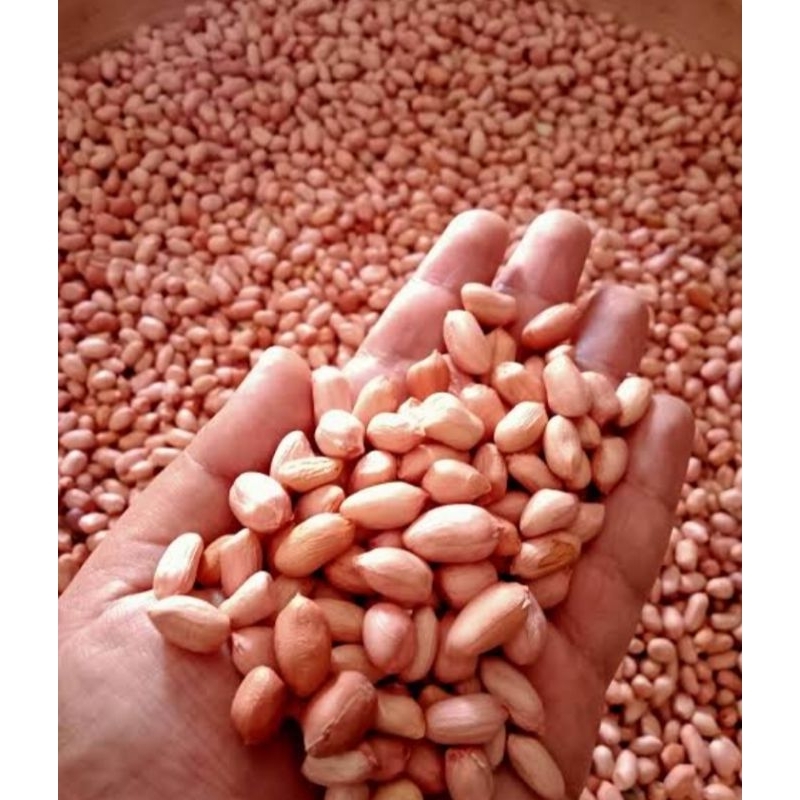 

BENIH KACANG TANAH | MADURA | 500gr MURAH DAN BERKULITAS