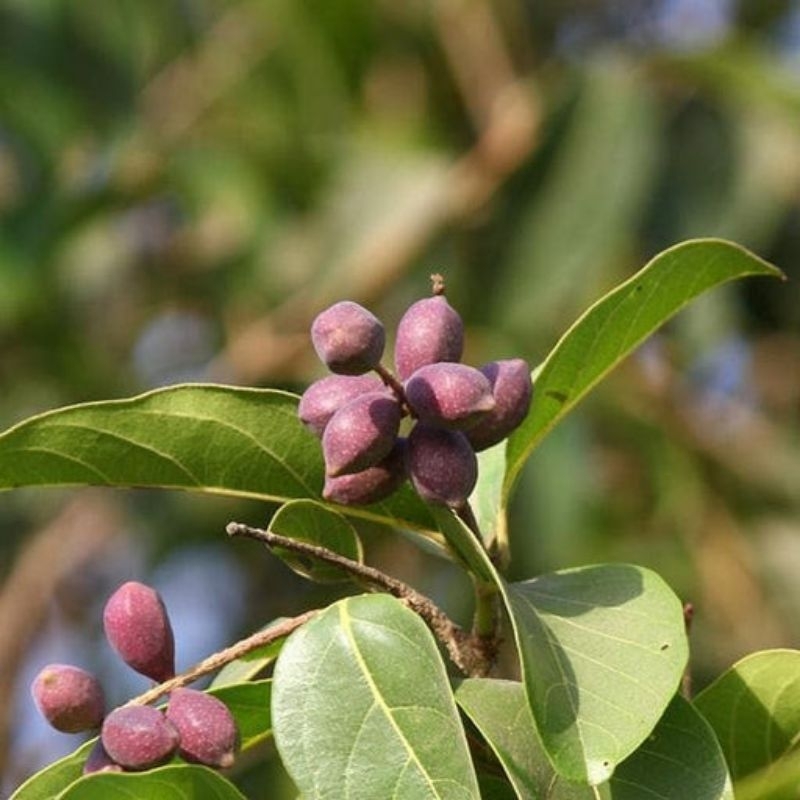 Benih MOJOKELING (isi-4) Biji Pohon Jokeling Terminalia Chebula