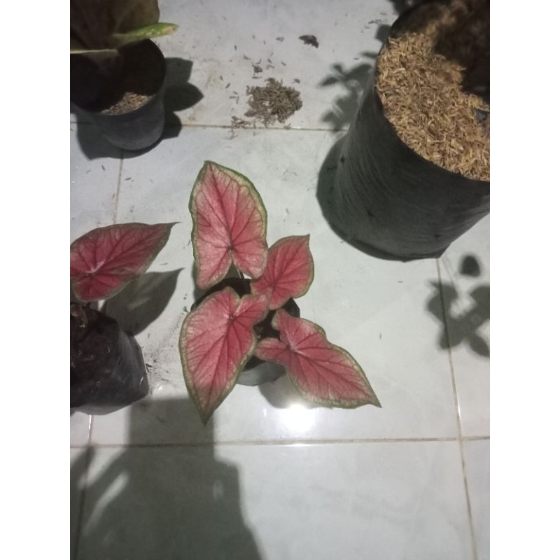 keladi red jaguar