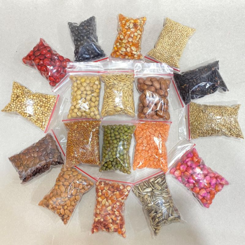 Harga satuan kolase biji bijian prakarya sekolah