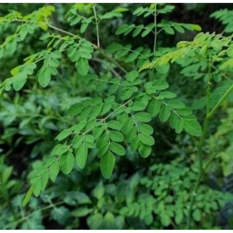 

DAUN KELOR SEGAR BARU PETIK 1kg