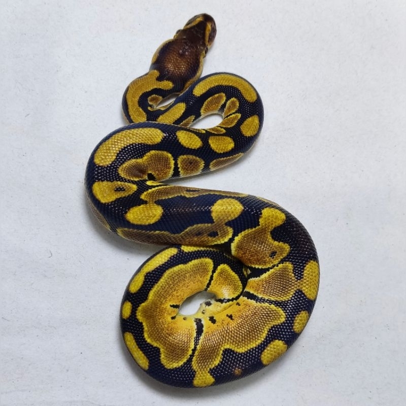 BALL PYTHON ORANGE DREAM 66% HET CLOWN | FEMALE