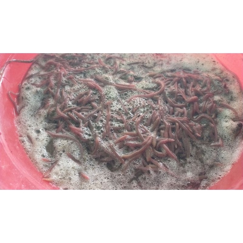 cacing lood/lur umpan Galatama lele