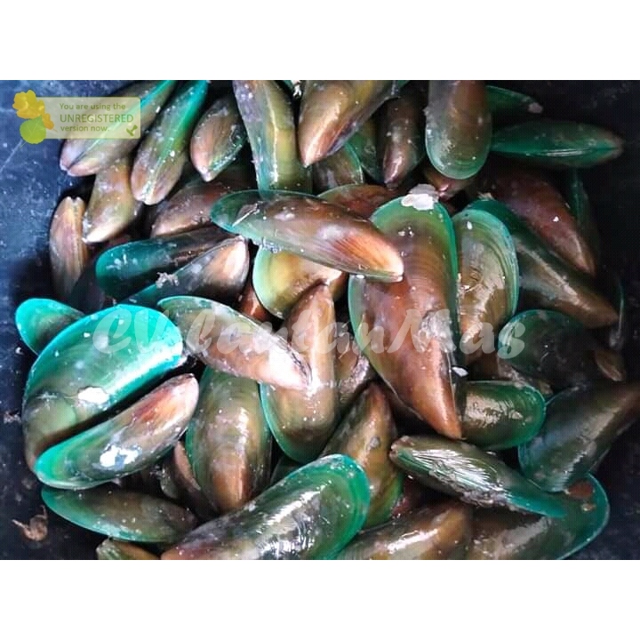 

Kerang Hijau Segar Kerang Ijo