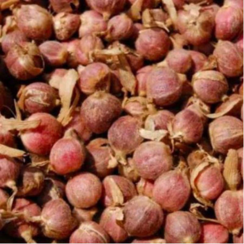 

KAPULAGA/KAPOL BUMBU REMPAH SEGAR KUALITAS SUPER