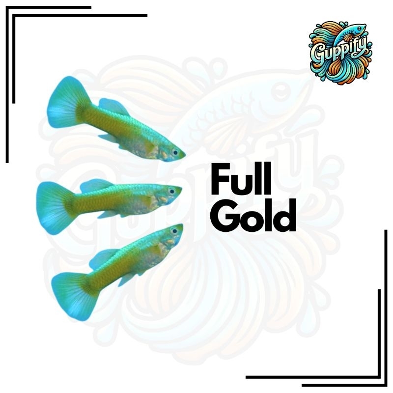Guppy Full Gold