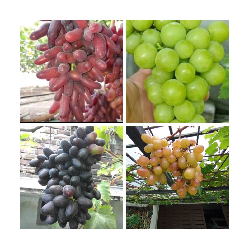 

Bibit Angur Hitam, Hijau Dan merah import