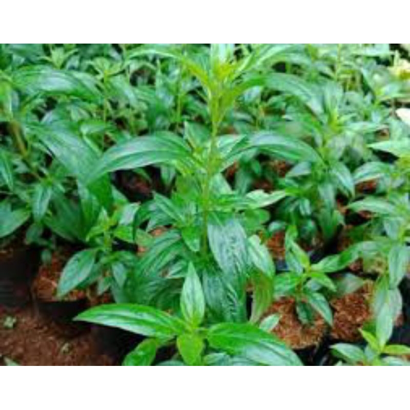 

Daun Sambiloto Segar Super Langsung Dipetik Dari Pohon