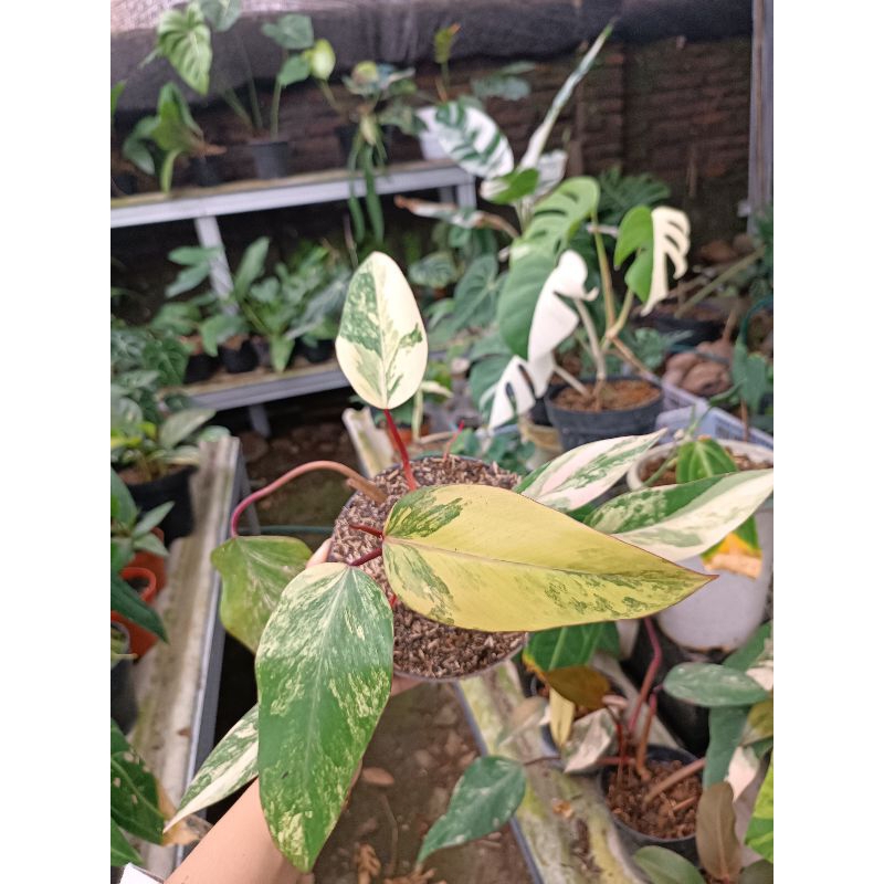 Philodendron Strawberry Shake