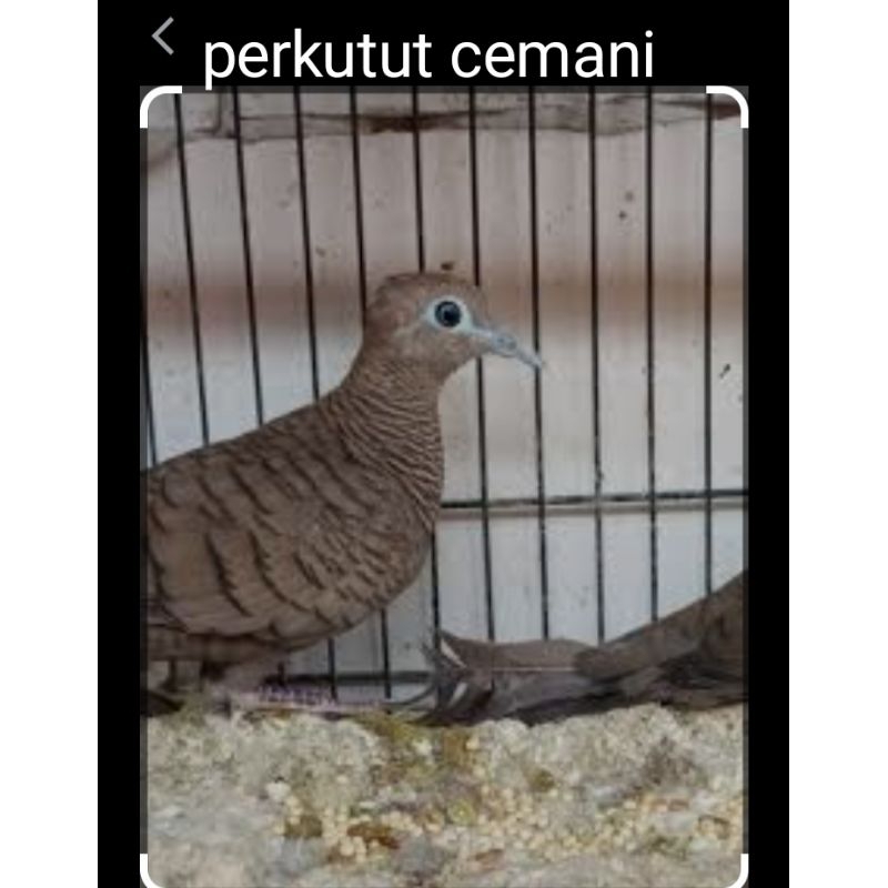 Perkutut Cemani