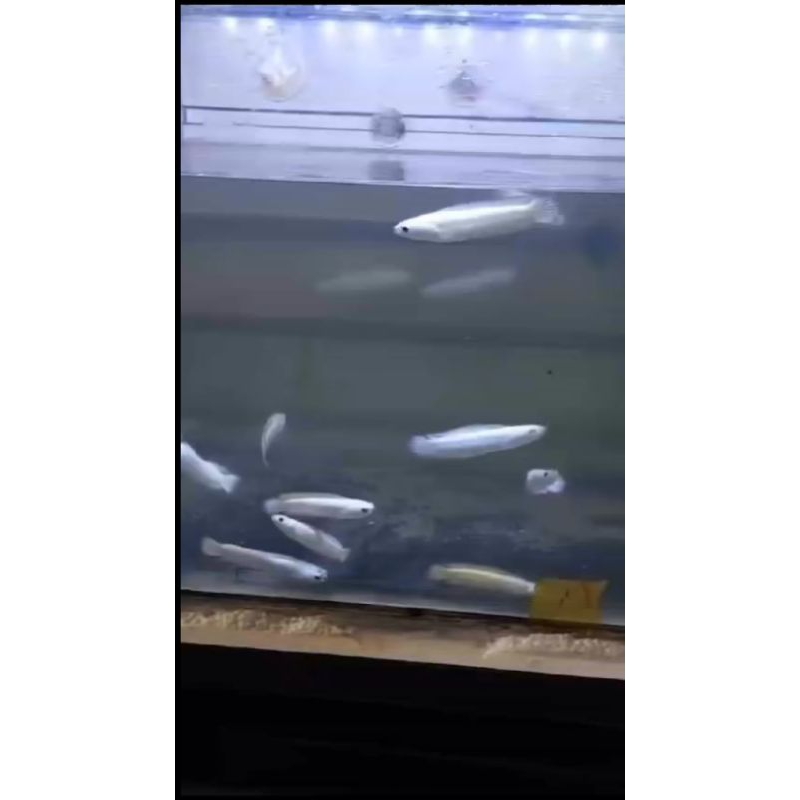 hiasan akuarium asiatica platinum 6-10cm {stok terbatas}