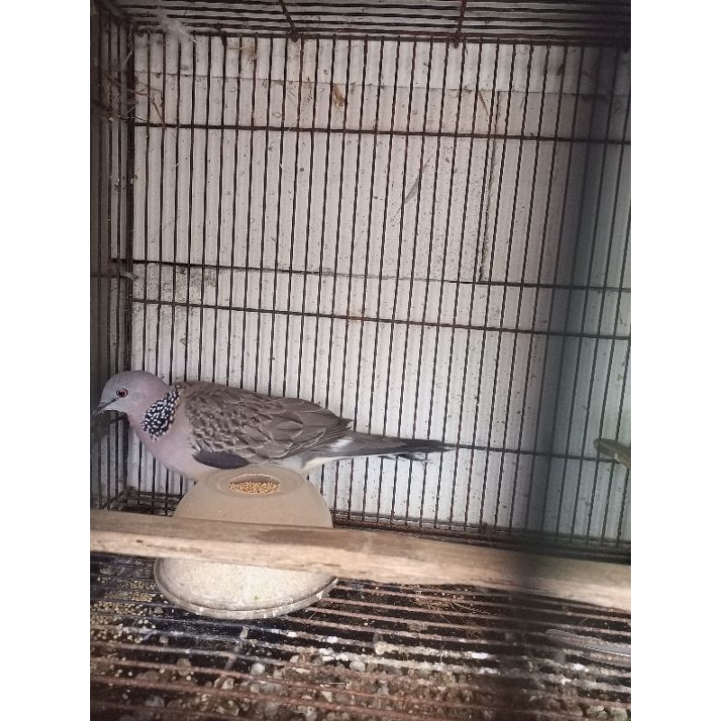 tekukur alam/wild kuk4