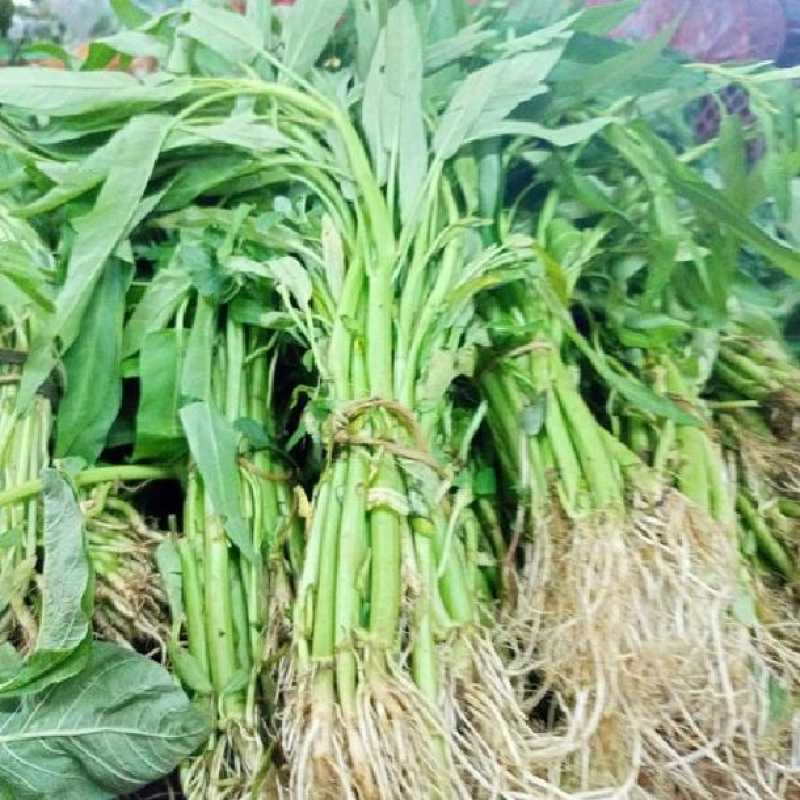 

Kangkung Akar Segar 1 Ikat - Fresh Water Spinach