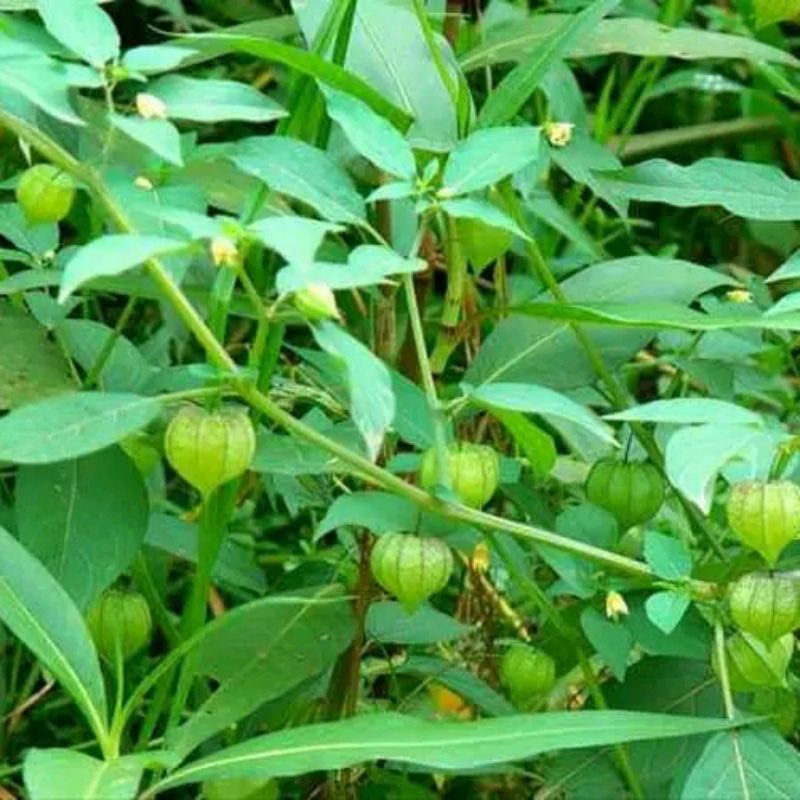 

Cecendet atau ciplukan asli dari kebun sendiri masih freshh 500gram