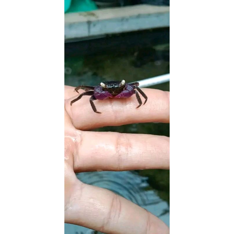 kepeting vampire/ crab  per ekor