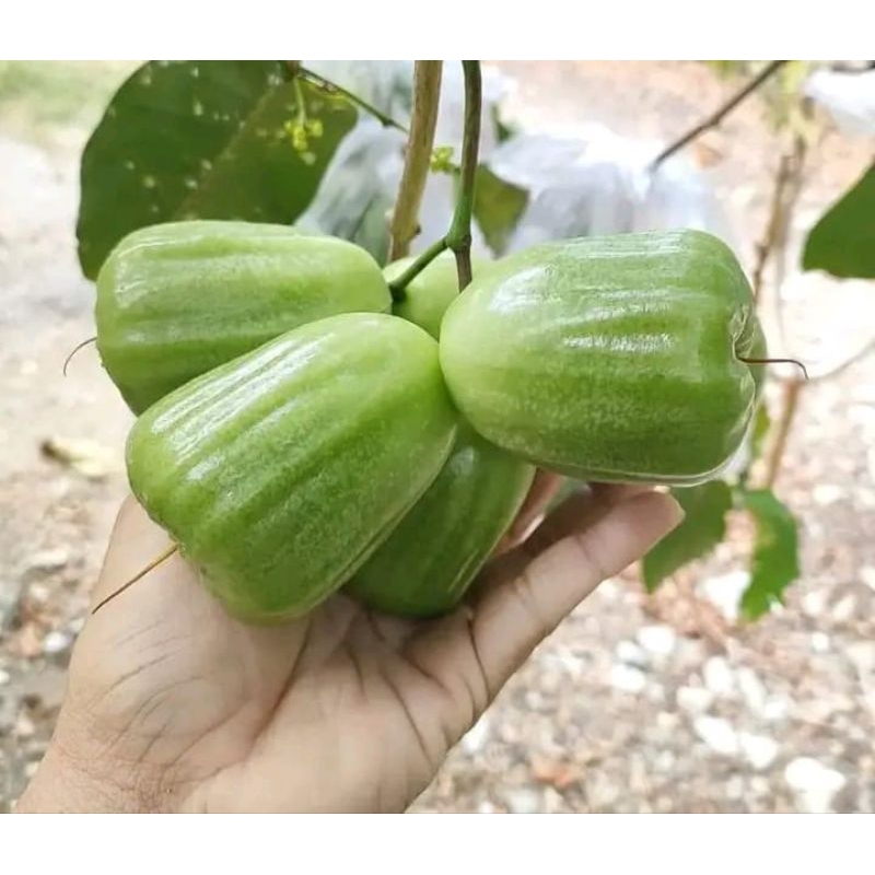 

jambu air kiyojok