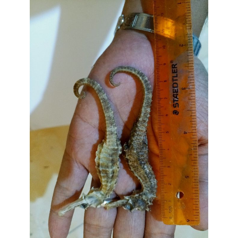 

KUDA LAUT KERING SUPER KERING 100 Gram Isi SIZE 8-15 CM