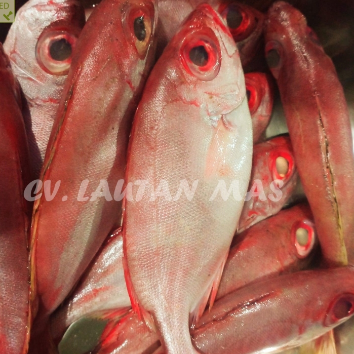 

Ikan Raja Ganteng Ikan Mata Besar 1Kg