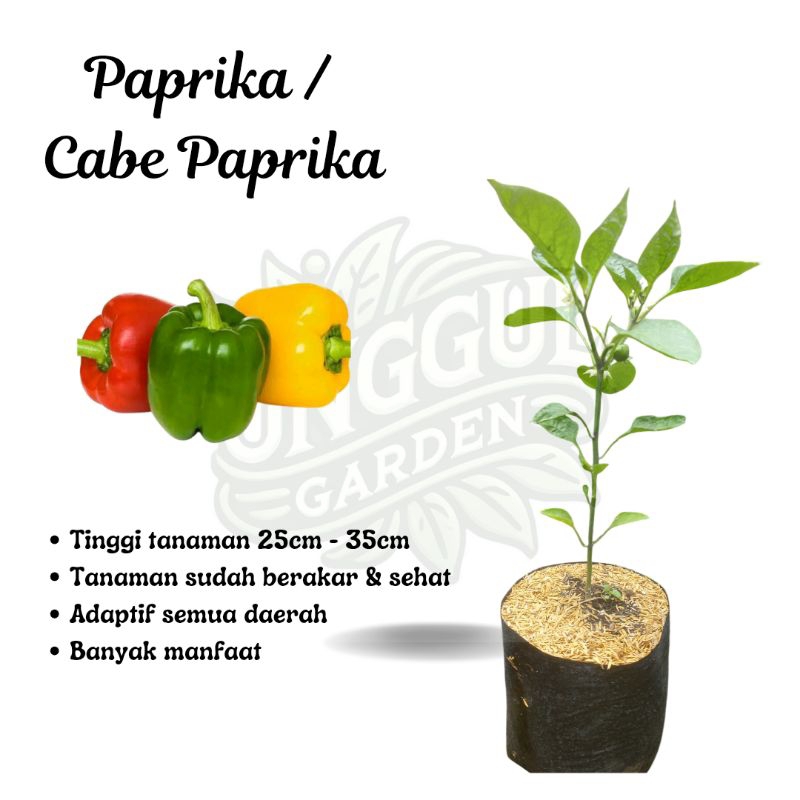 Tanaman  Paprika / Cabe Paprika Bibit Siap Tanam
