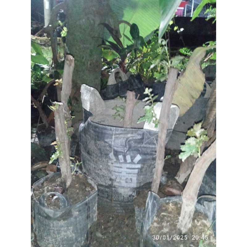 

rostok anggur alfonso ukuran besar