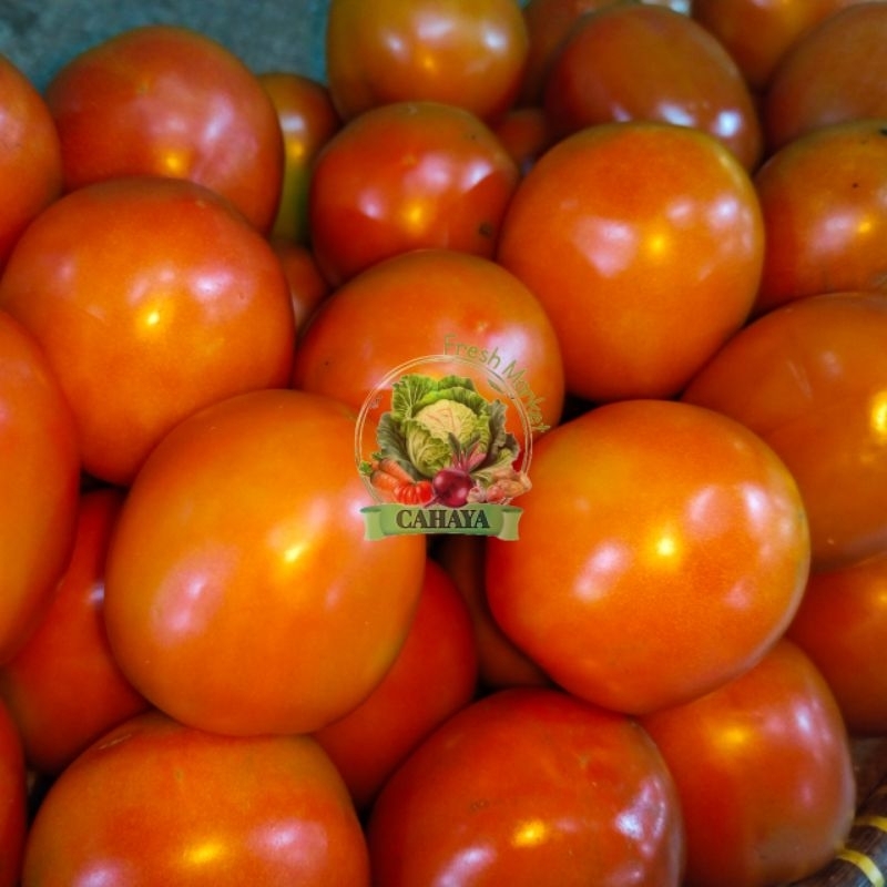 

Tomat Merah | Tomat Sayur | Tomat buah | Tomat Super.