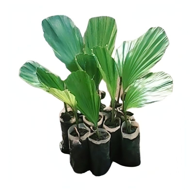 Bibit pohon aren/Bibit tanaman pohon aren