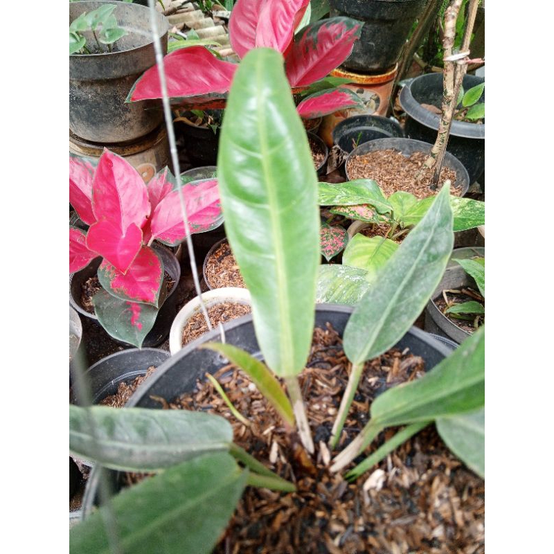 anthurium hokery black mamba