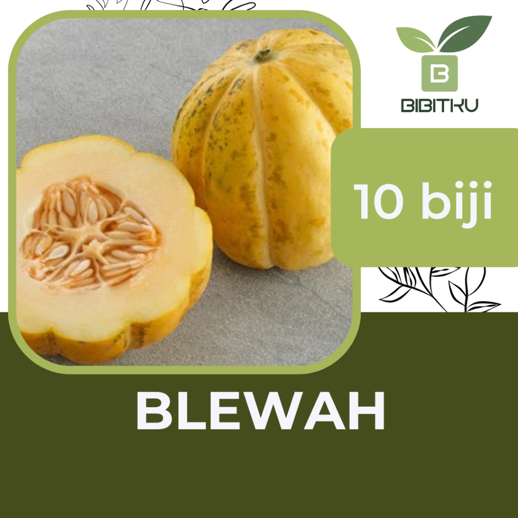 Benih Blewah Belewah Baladewa Cap Bunga Matahari