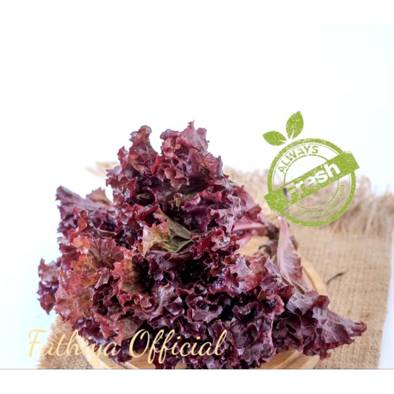 

Lettuce Lolorosa | Selada Merah