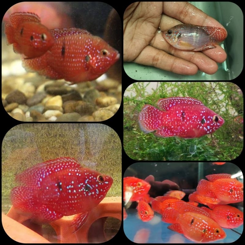 ikan red jewel balon cichlid untuk aquarium dan aquascape