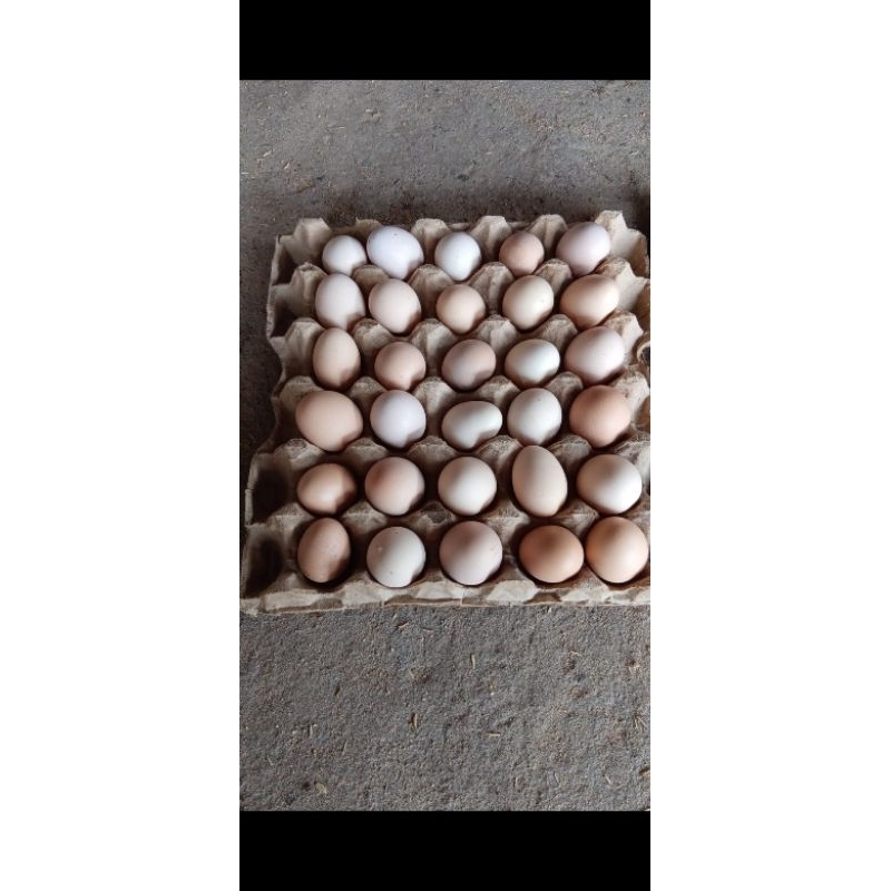 

Telur Ayam Kampung Asli!
